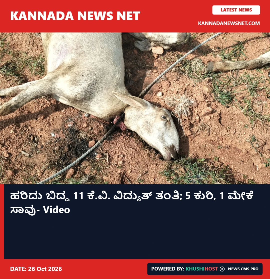ಹರಿದು ಬಿದ್ದ 11 ಕೆ.ವಿ. ವಿದ್ಯುತ್ ತಂತಿ; 5 ಕುರಿ, 1 ಮೇಕೆ ಸಾವು- Video